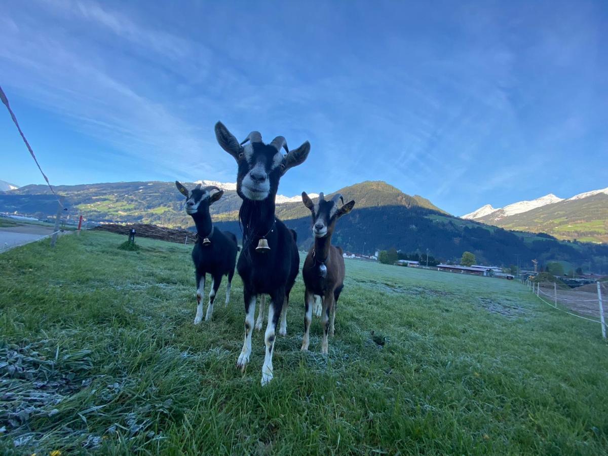 Hotel Standlhof Zillertal أوديرنز المظهر الخارجي الصورة